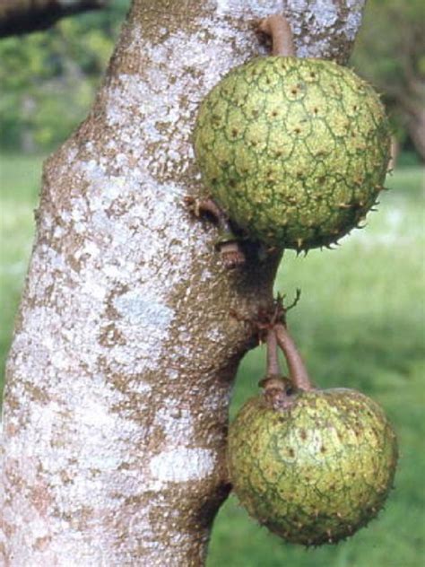 Polynesian Produce Stand : ~COROSSOL ZOMBIE~ FRUIT TREE Annona montana ...