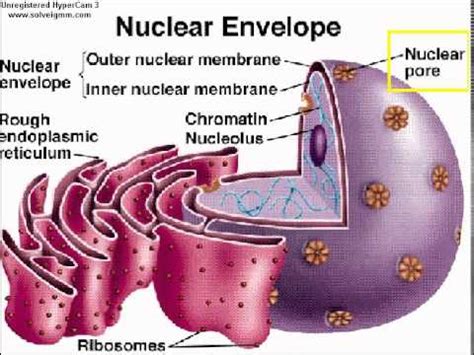 Nuclear envelope; Nuclear Membrane