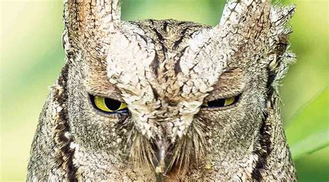 wildlife | Rare owl sighting in New Town - Telegraph India