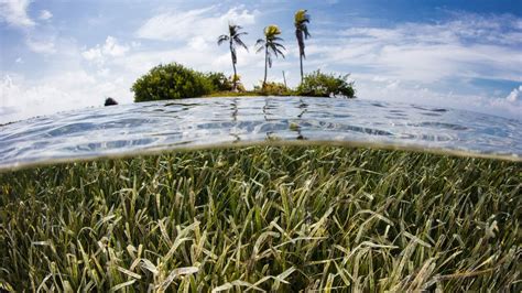 7 Reasons to Protect Seagrass | The Pew Charitable Trusts