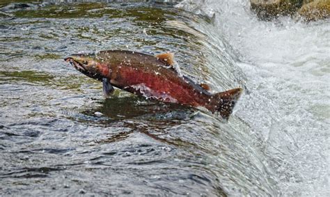 Restoring Historical Salmon Habitat in the Lower Fraser River - Science ...