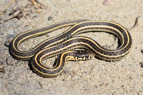 Plains Gartersnake (Thamnophis radix) - Amphibians and Reptiles of ...