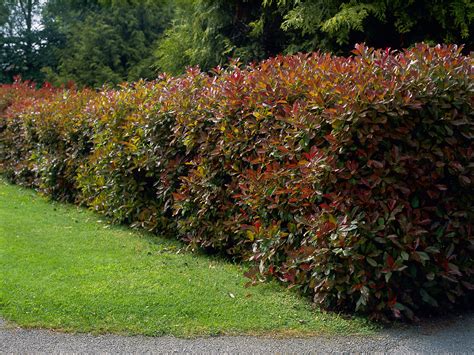 Red Tip Photinia: Care and Growing Guide