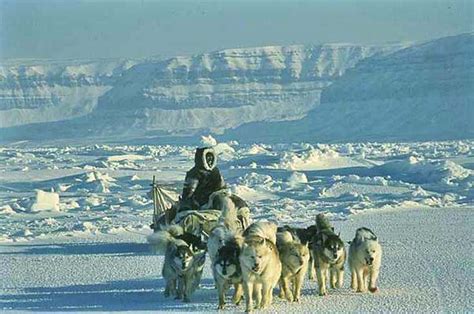 Sled Dog Central: The Inuit Sled Dog by Sue Hamilton