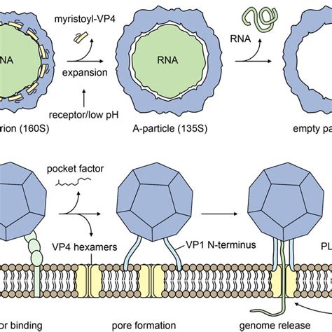 Picornavirus structure. a. Schematic representation of a picornavirus ...