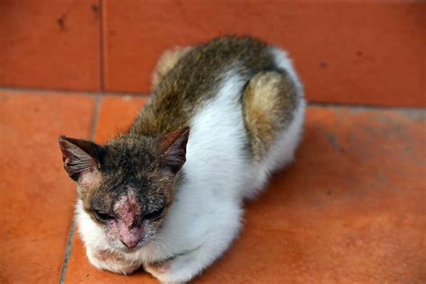 Cat Dermatitis [With Pictures]: Our Vet Explains What to Do - Cat-World