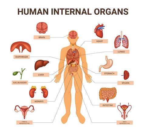 Organ Map Diagram Of Human Body Internal Organs Functions | lupon.gov.ph