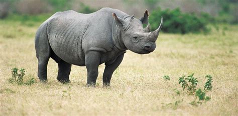 Auction for Rhino Hunt Goes on Despite Death Threats - ABC News