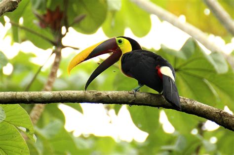 Download Branch Bird Animal Toucan HD Wallpaper