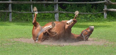 Colic in horses - Causes & symptoms - wehorse Blog