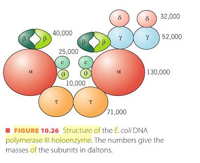 molecular biology - What is the structure of DNA polymerase III ...