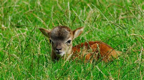 Wallpaper deer, baby, grass, lie hd, picture, image