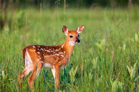 Whitetail Deer Fawn With Spots Fine Art Photo Print | Photos by Joseph ...