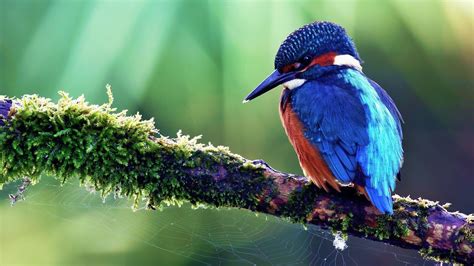 Bird Wallpapers - Top Free Bird Backgrounds - WallpaperAccess