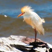 Cattle Egret in Breeding Plumage Photograph by Richard Leighton | Fine ...