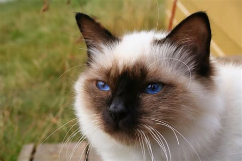 Random Cat Breed Generator - Generators List