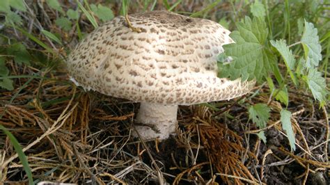 Horse Mushrooms – Edibility, Identification, Distribution – Galloway ...