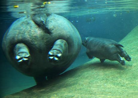 Hippopotamus | Animal Wildlife