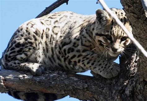 Ocelot - WildEarth Guardians