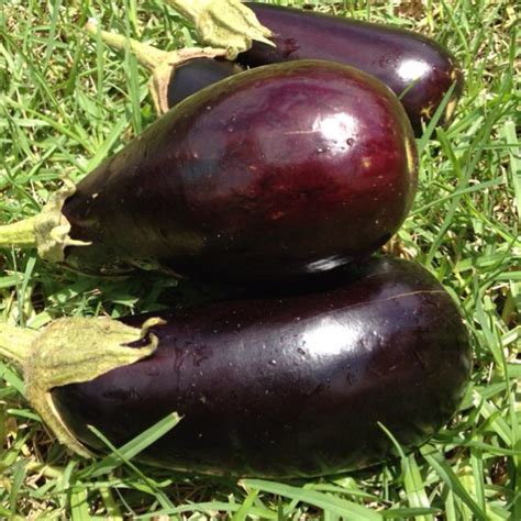 Eggplant harvest | Eggplant, Harvest, Farm