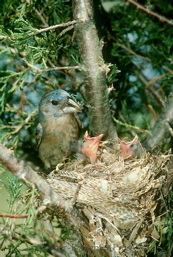 Female blue grosbeak feeds nestlings an insect in nest made of ...