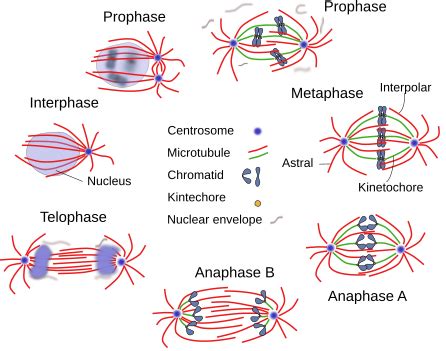 Which Phase Of Mitosis Is Shown In The Diagram - General Wiring Diagram