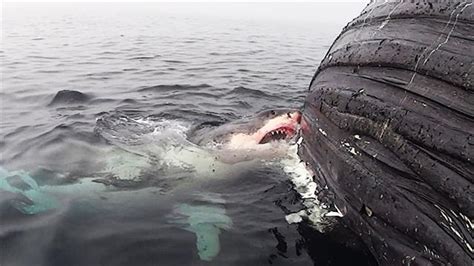 Watch a Great White Shark Binge Eat a Whale Carcass