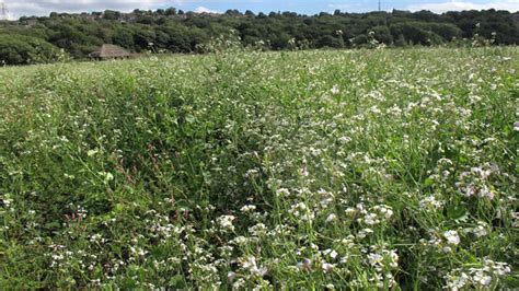 Study: Radish Cover Crop Biomass Doesn't Share Nitrogen - Growing Produce