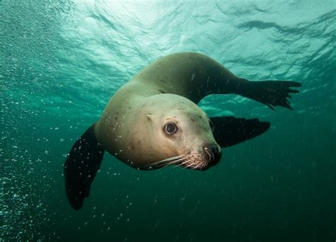 Steller Sea Lion Habitat - Daune Eolande