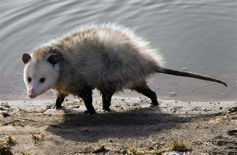 Virginia Opossum - Didelphis virginiana - NatureWorks