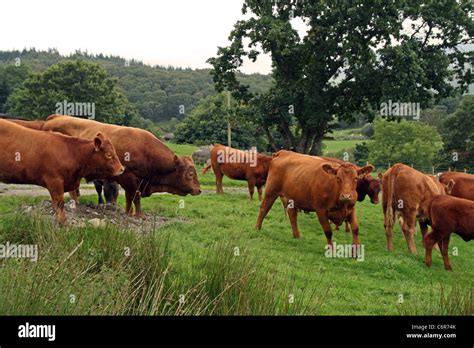 Stabiliser Cattle. Established by the crossing of four breeds - Red ...