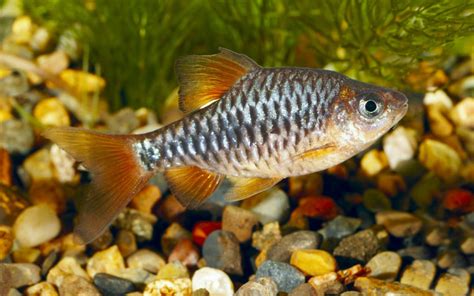 10 Types of Barb Fish to Keep in Your Aquarium - AquariumNexus