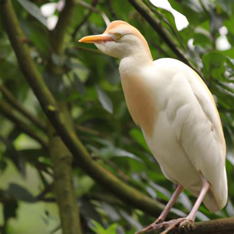 Cattle Egret: The Unsung Heroes of the Ecosystem