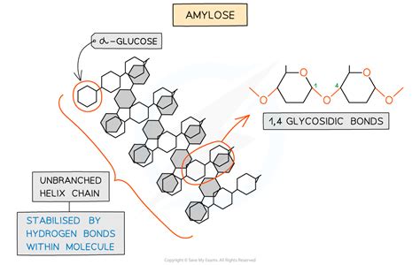 Starch & Cellulose: Structure & Function | Edexcel A (SNAB) A Level ...