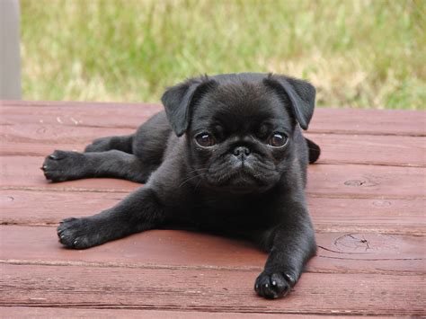 File:Alert Pug Puppy.jpg - Wikimedia Commons