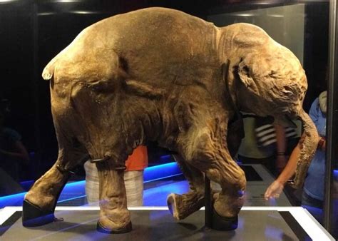 Lyuba, The World's Most Complete and Best-Preserved Woolly Mammoth With ...