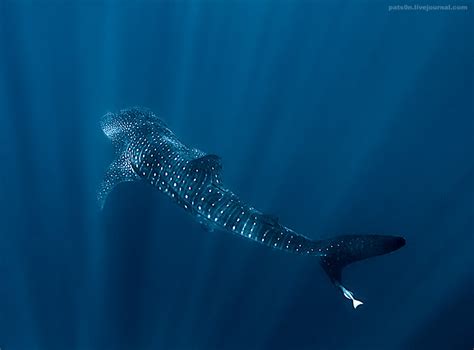 Tiburón Ballena, 20 toneladas de paz.