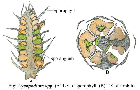 LYCOPODIUM - CLASSIFICATION, STRUCTURE OF SPOROPHYTE, REPRODUCTION ...