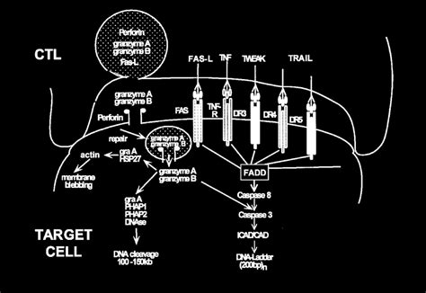 CTL effector pathways The various components of the molecular pathways ...