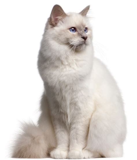 Birman Cat: Personality, History, Appearance, Care, and Health Concerns