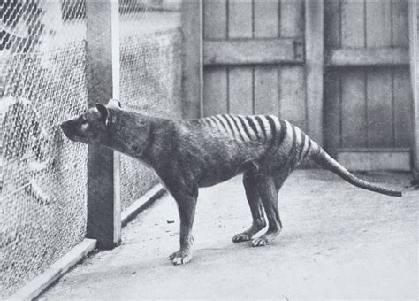 Scientists plan to bring extinct thylacine back from the dead