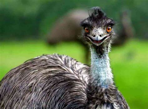 Emu Bird - Interesting Facts, Behavior, Habitat and Other Information ...