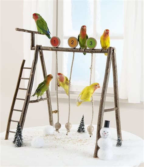 Budgies love to play with toys and keep active by using perches and ...