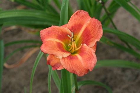 Hemerocallis Country Colors | Verschoor Horticulture