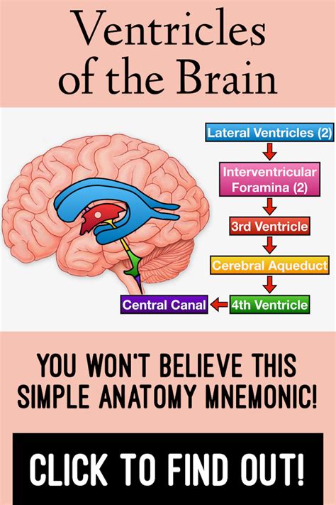 Ventricles Brain