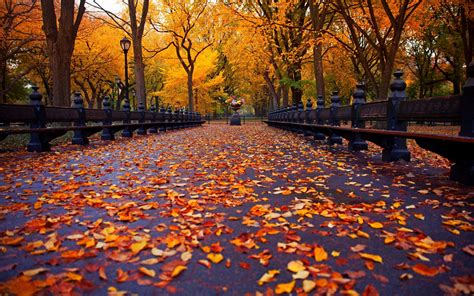 Autumn nature park bench trees leaves avenue New York wallpaper ...