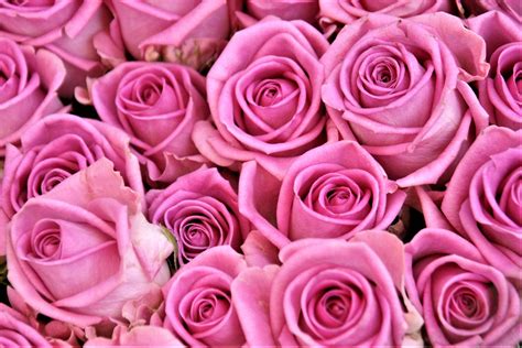 Pink roses HD wallpaper | Wallpaper Flare