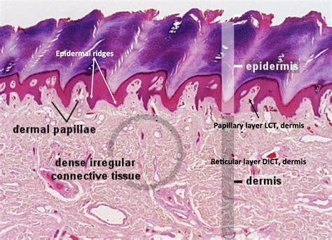 Labeled Histology Slides Histology Slides Thick Skin Anatomy And ...