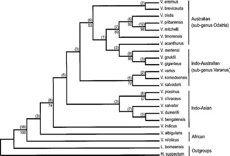 Figure 4 from Biogeographic origins of goannas (Varanidae): a molecular ...