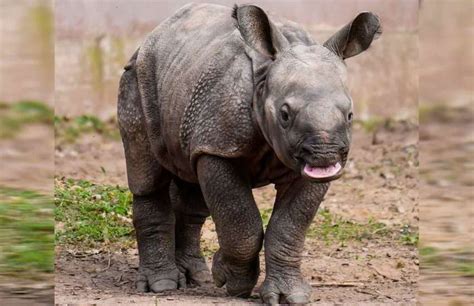 Facts about Rhino Babies: What Do You Call A Baby Rhino? - Rhino Rest